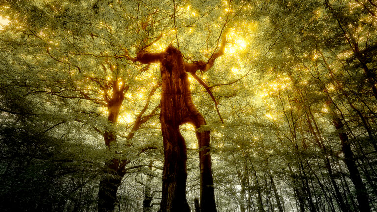 Naturfilme live und hautnah in Düren